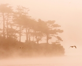 Fog and Seagulls